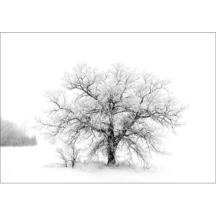 winter tree-1